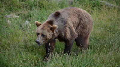 Bear grass walk 4k wallpaper