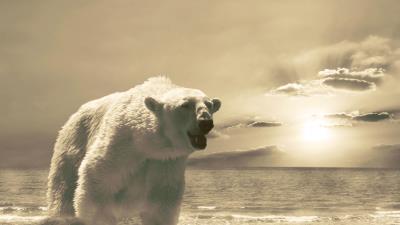 Bear ice ocean cold snow winte 4k wallpaper
