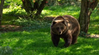 Bear predator animal 4k wallpaper