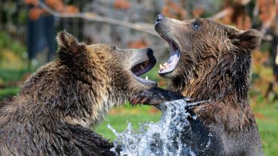 Bears grizzly bear sparring spray 4k wallpaper