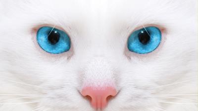 Beautiful white cat kitten close up 4k wallpaper