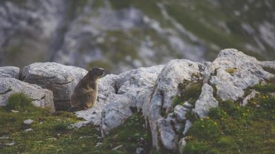 Beaver sitting grass rocks 4k wallpaper