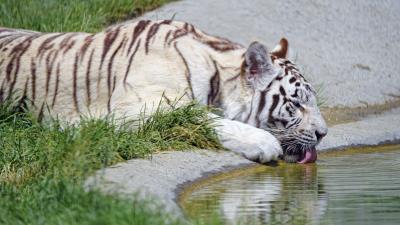Bengal tiger tiger profile 4k wallpaper