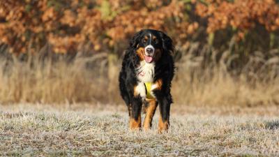 Bernese mountain dog berner sennenhund dog walk 4k wallpaper