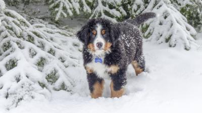 Bernese mountain dog berner sennenhund dog winter snow 4k wallpaper