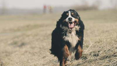 Bernese mountain dog bernese shepherd dog runs 4k wallpaper