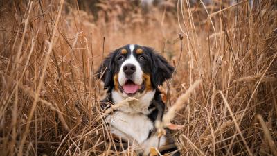 Bernese mountain dog dog grass 4k wallpaper