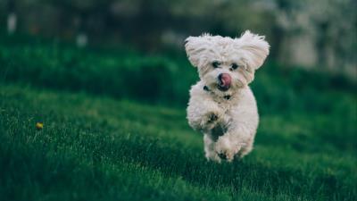 Bichon frise dog running 4k wallpaper