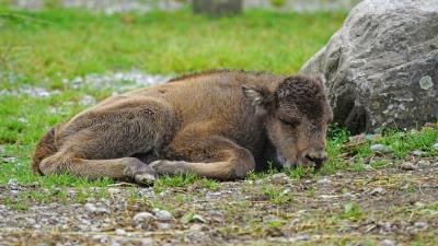 Bison calf lying grass stone 4k wallpaper