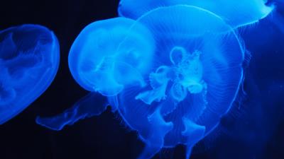 Blue jellyfish underwater 4k wallpaper
