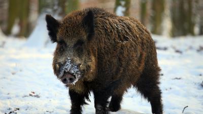 Boar tusks winter snow forest 4k wallpaper