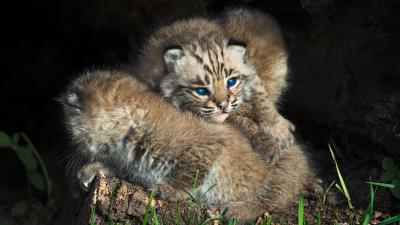 Bobcat kitten blue eyes 4k wallpaper
