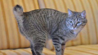 Bobtail cat striped sofa 4k wallpaper