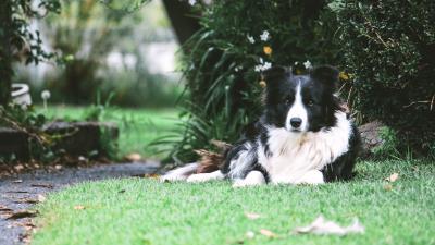 Border collie dog lies spotted 4k wallpaper