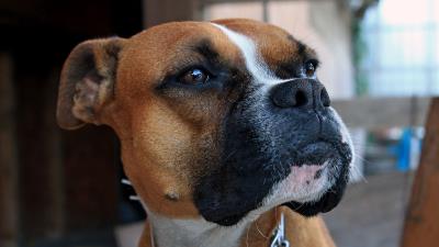 Boxer dog muzzle shepherd 4k wallpaper