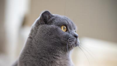 British cat cat pet animal 4k wallpaper