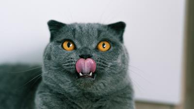 British cat cat pet 4k wallpaper