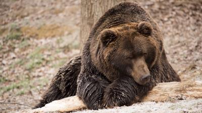 Brown bear bear lies 4k wallpaper