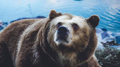 Brown bear bear sight 4k wallpaper