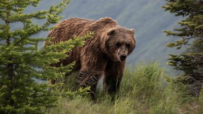 Brown bear bears predator 4k wallpaper