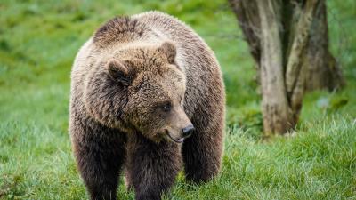 Brown bear cute head 4k wallpaper