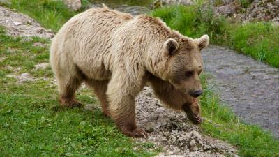 Brown bear siberian bear walk 4k wallpaper