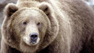 Brown bear snow face eye 4k wallpaper