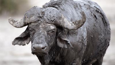 Buffalo mud cooling 4k wallpaper