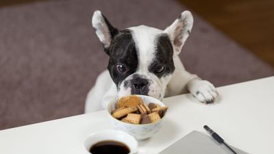 Bulldog cookies look appetite 4k wallpaper
