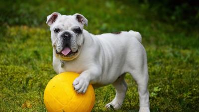 Bulldog dog ball 4k wallpaper