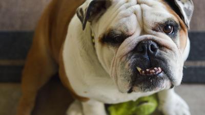 Bulldog dog face teeth 4k wallpaper