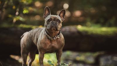 Bulldog dog look 4k wallpaper