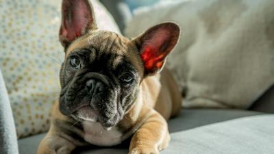 Bulldog dog muzzle eyes 4k wallpaper