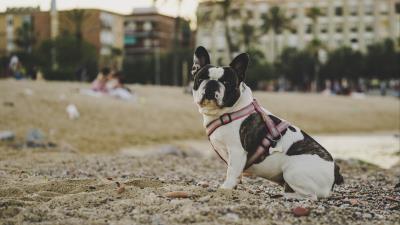 Bulldog dog sitting sand stones 4k wallpaper