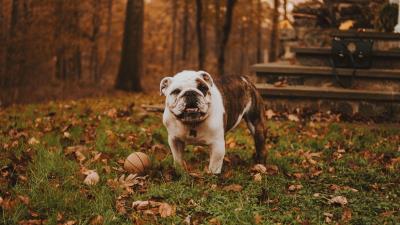 Bulldog muzzle ball autumn grass 4k wallpaper