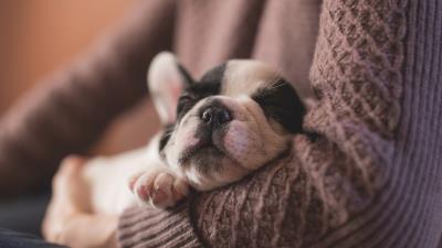 Bulldog muzzle sleeping 4k wallpaper