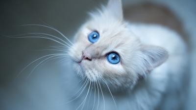 Burmese cat muzzle blue 4k wallpaper