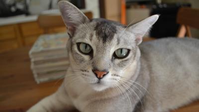 Burmilla cat eyes color breed 4k wallpaper