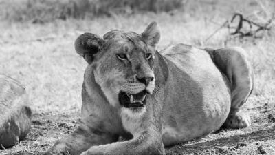 Bw lioness big cat 4k wallpaper