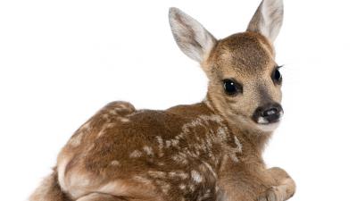 Calf deer white background 4k wallpaper