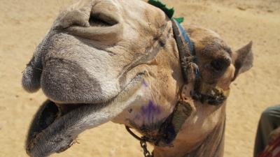 Camel face mouth nose desert 4k wallpaper