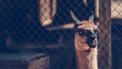 Camel muzzle look 4k wallpaper