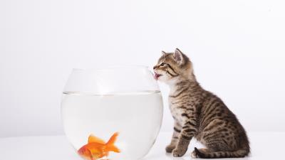 Cat aquarium fish 4k wallpaper