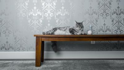 Cat bench milk ball 4k wallpaper