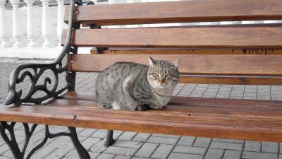 Cat bench sitting striped 4k wallpaper