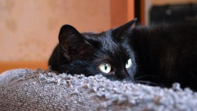 Cat black face lies 4k wallpaper