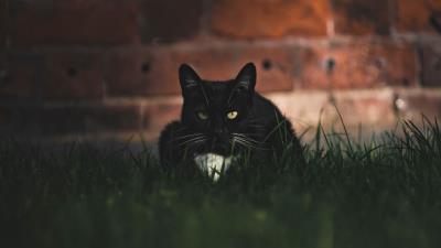 Cat black glance image 4k wallpaper