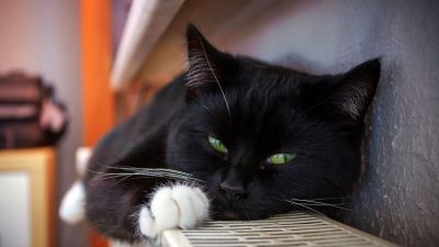 Cat black lying spotted whiskers 4k wallpaper
