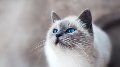 Cat blue eyed look 4k wallpaper