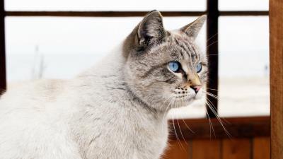 Cat blue eyes window view 4k wallpaper
